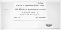 Ustilago strangulans image